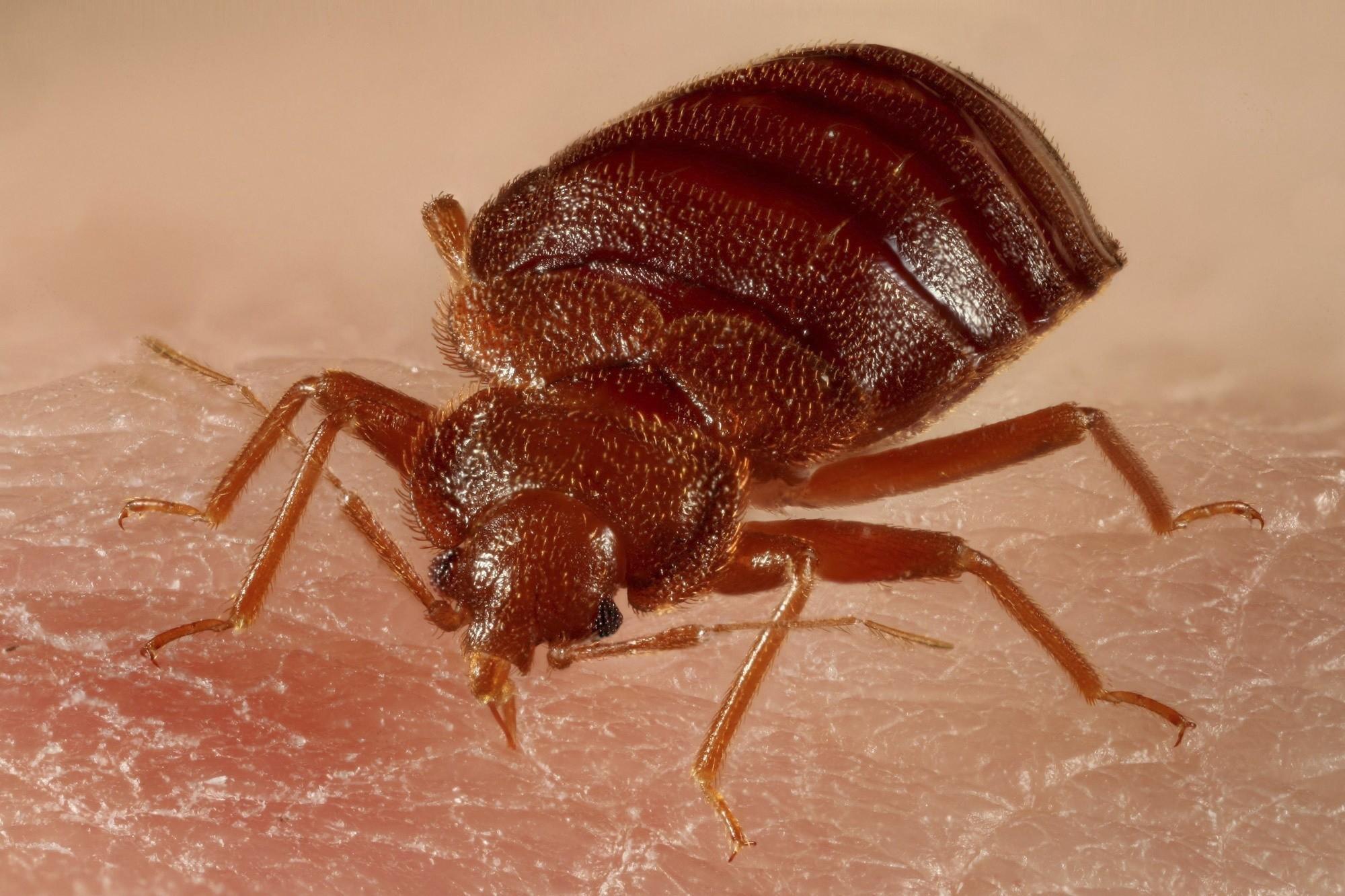 how-to-get-rid-of-bedbugs-naturally